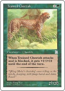 Trained Cheetah